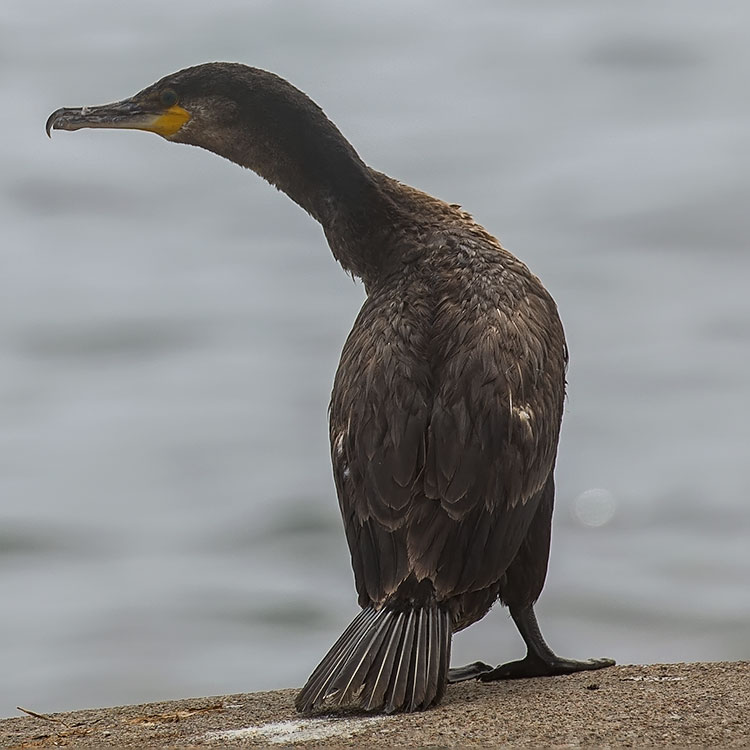 Great Cormorant, Phalacrocorax carbo, जलेवा, Great Black Cormorant, Storskarv