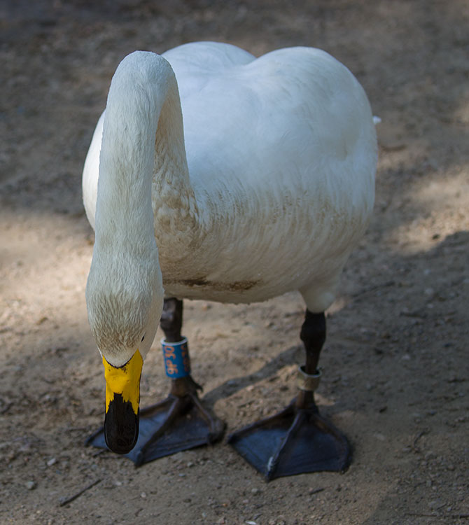 Whooper Swan, Cygnus cygnus, Sångsvan