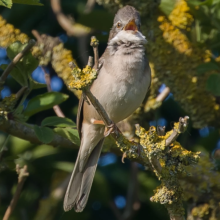 Common Whitethroat, Sylvia communis, Törnsångare