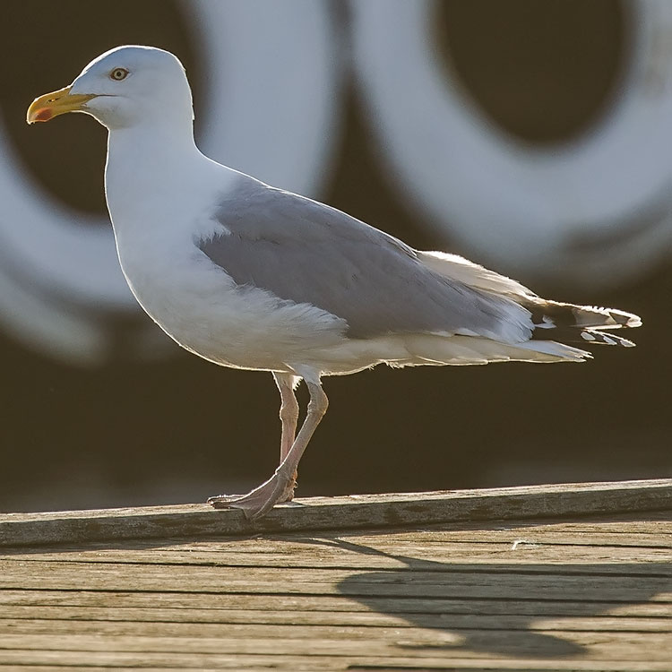 European Herring Gull, Larus argentatus, Gråtrut