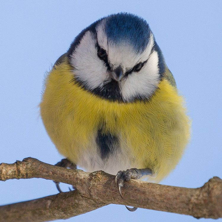 Eurasian Blue Tit, Cyanistes caeruleus, Blåmes