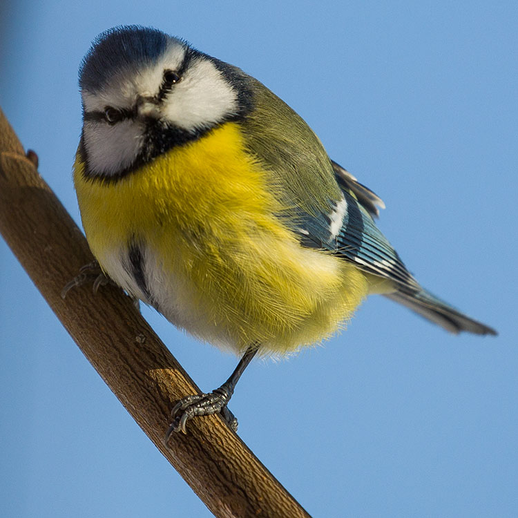 Eurasian Blue Tit, Cyanistes caeruleus, Blåmes