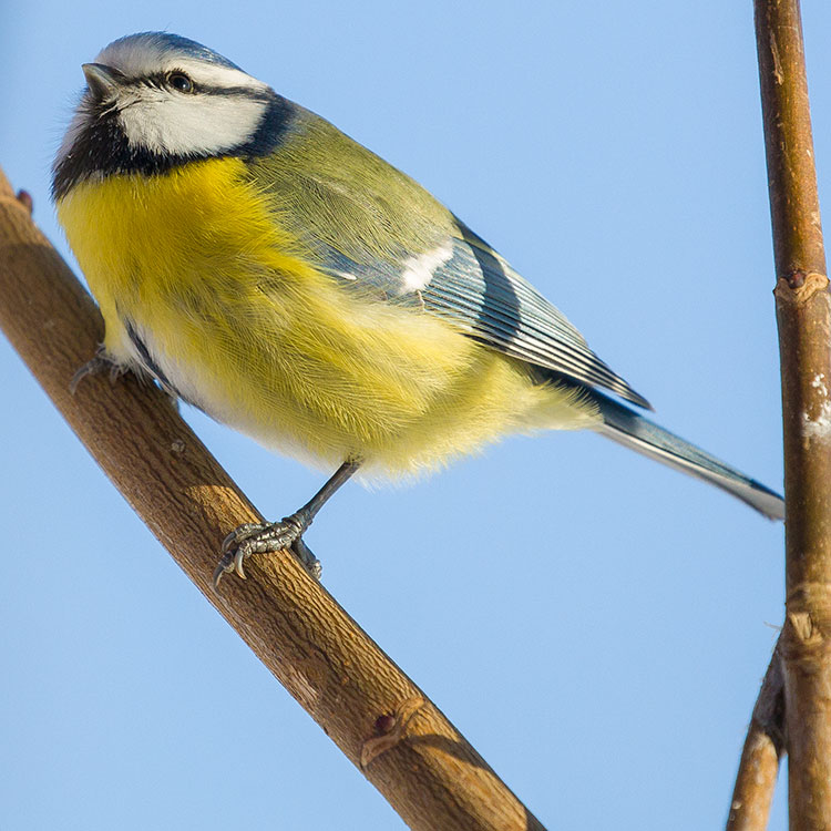 Eurasian Blue Tit, Cyanistes caeruleus, Blåmes