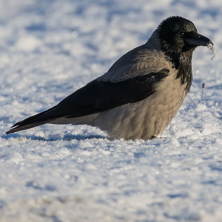 Hooded Crow, Corvus cornix, Kråka