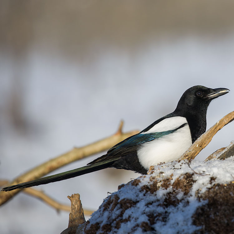 Eurasian Magpie, Common Magpie, Pica pica, Skata