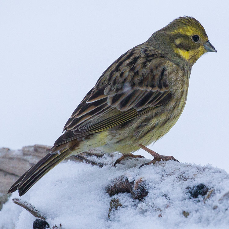 Yellowhammer, Emberiza citrinella, Gulsparv