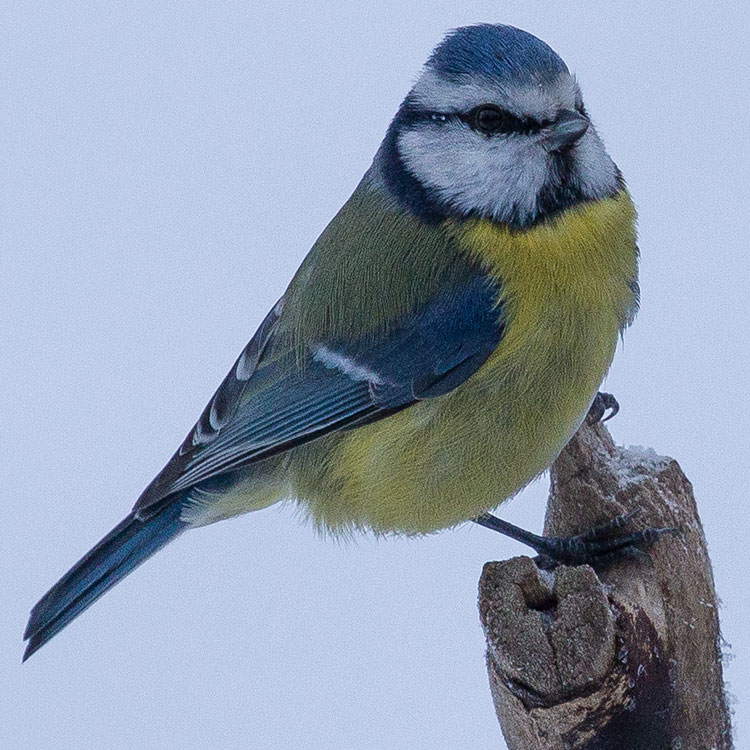 Eurasian Blue Tit, Cyanistes caeruleus, Blåmes