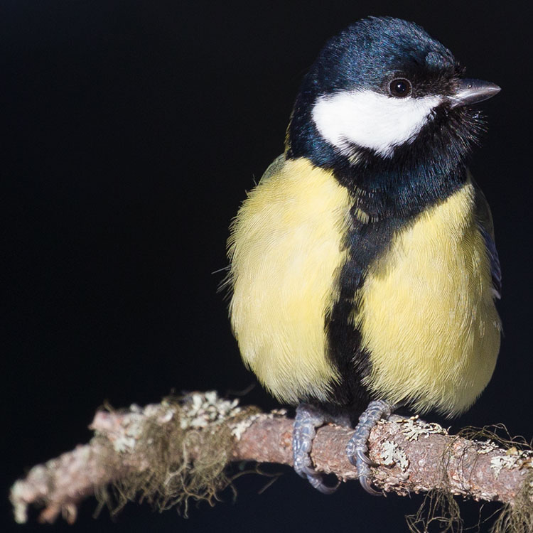 Great Tit, Parus major, चिचिल्कोटे, Talgoxe