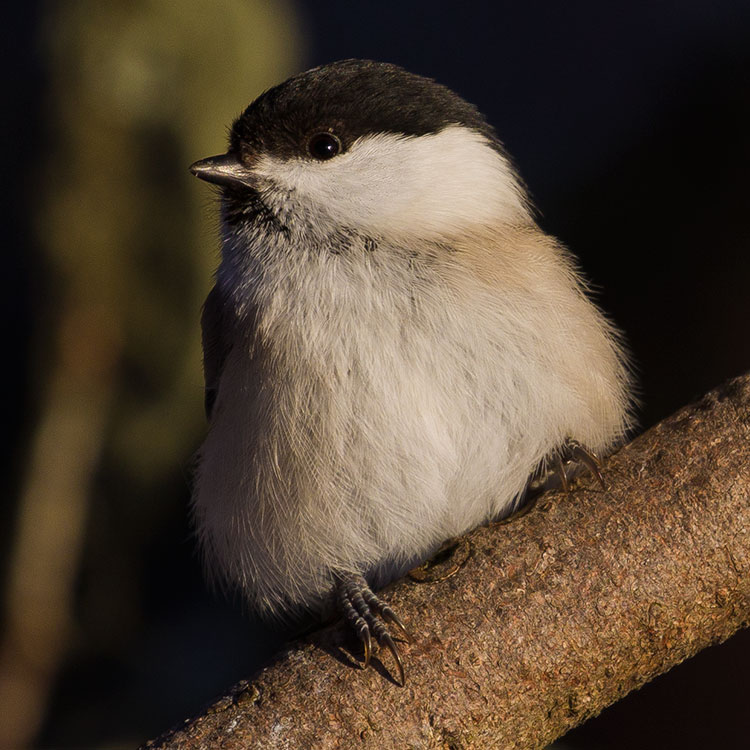 Willow Tit, Poecile montanus, Entita