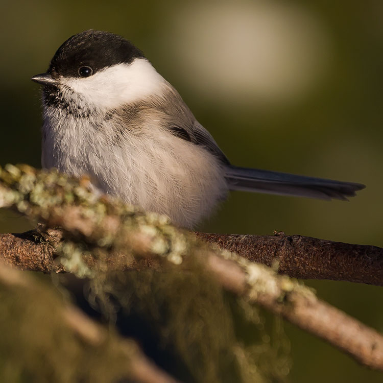 Willow Tit, Poecile montanus, Entita