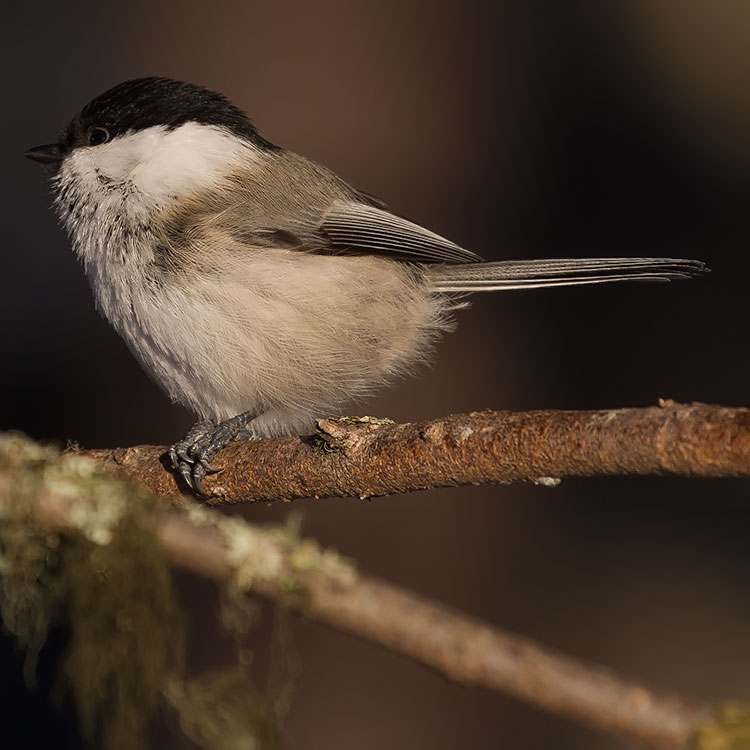 Willow Tit, Poecile montanus, Entita