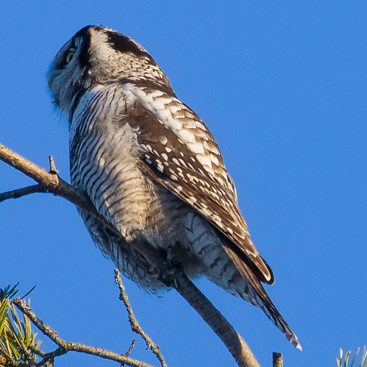 Northern Hawk-owl or Northern Hawk Owl, Surnia ulula, Hökuggla