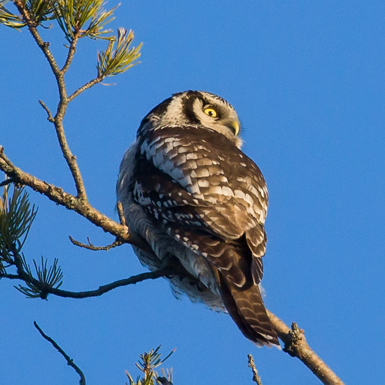 Northern Hawk-owl or Northern Hawk Owl, Surnia ulula, Hökuggla