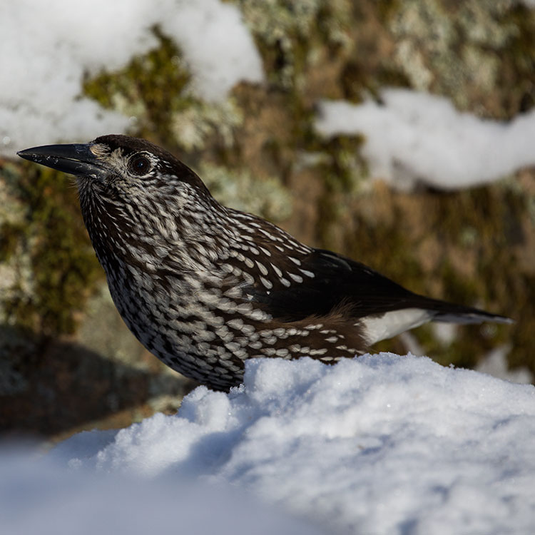 Spotted Nutcracker, Eurasian Nutcracker, Nutcracker, Nucifraga caryocatactes, Nötkråka