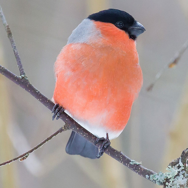 Eurasian Bullfinch, Common bullfinch, bullfinch, Pyrrhula pyrrhula, Domherre