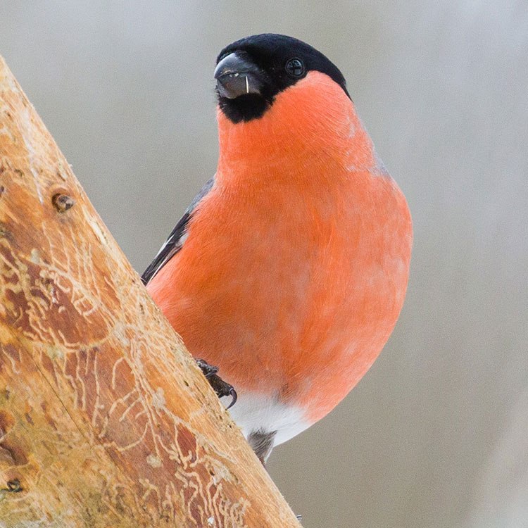 Eurasian Bullfinch, Common bullfinch, bullfinch, Pyrrhula pyrrhula, Domherre