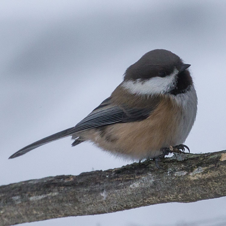 Grey-headed Chickadee, Siberian Tit, Poecile cinctus, formerly Parus cinctus, Lappmes