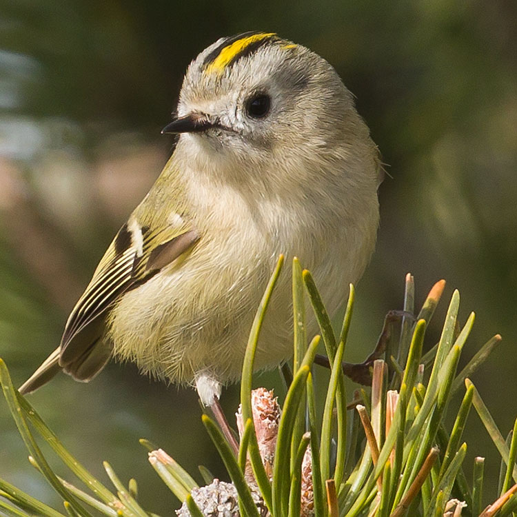 Goldcrest, Regulus regulus, Kungsfågel