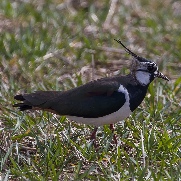 Northern Lapwing, Vanellus vanellus, peewit, pewit, tuit, tew-it, green plover, Tofsvipa