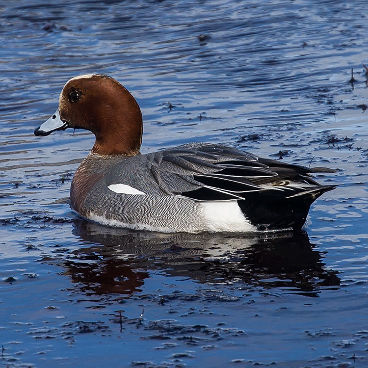 Eurasian Wigeon, Mareca penelope, Bläsand