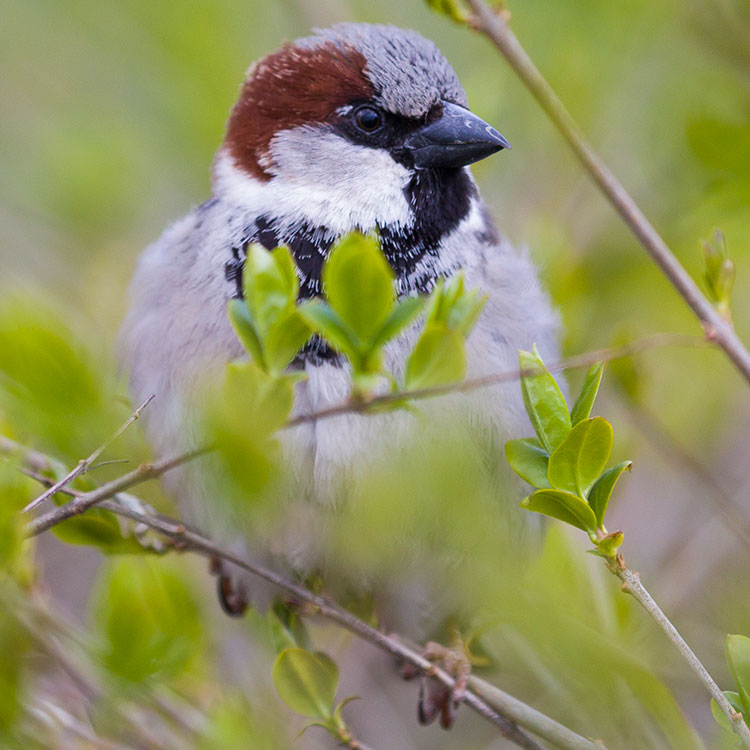 House Sparrow, Passer domesticus, Gråsparv, นกกระจอกใหญ่