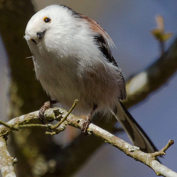 Long-tailed Tit or Long-tailed bushtit, Aegithalos caudatus, Stjärtmes, Silver-throated Tit or Silver-throated dasher