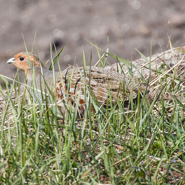 Grey Partridge, Perdix perdix, Rapphöna