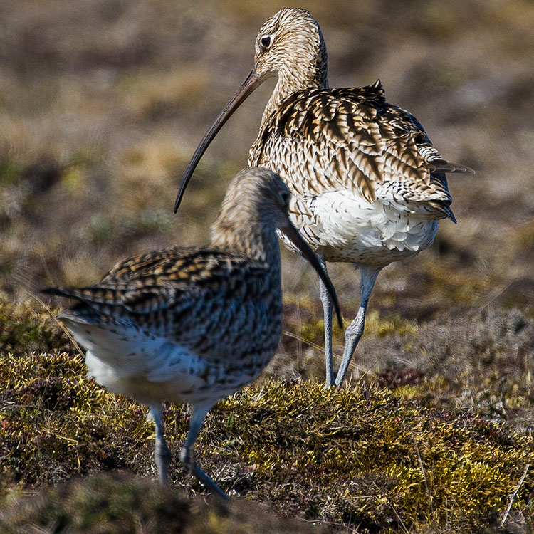 Eurasian Curlew, Numenius arquata, Storspov