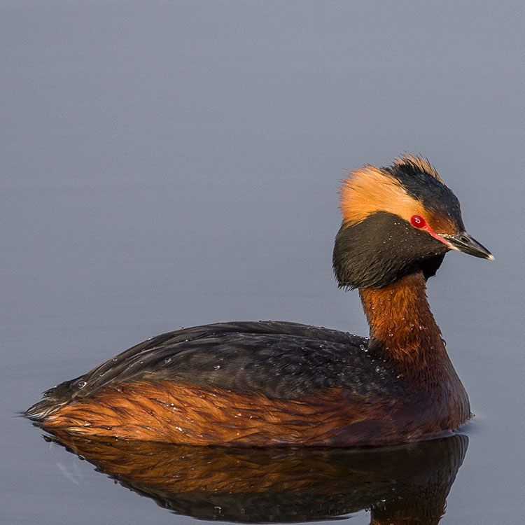 Horned Grebe, Slavonian Grebe, Podiceps auritus, Svarthakedopping