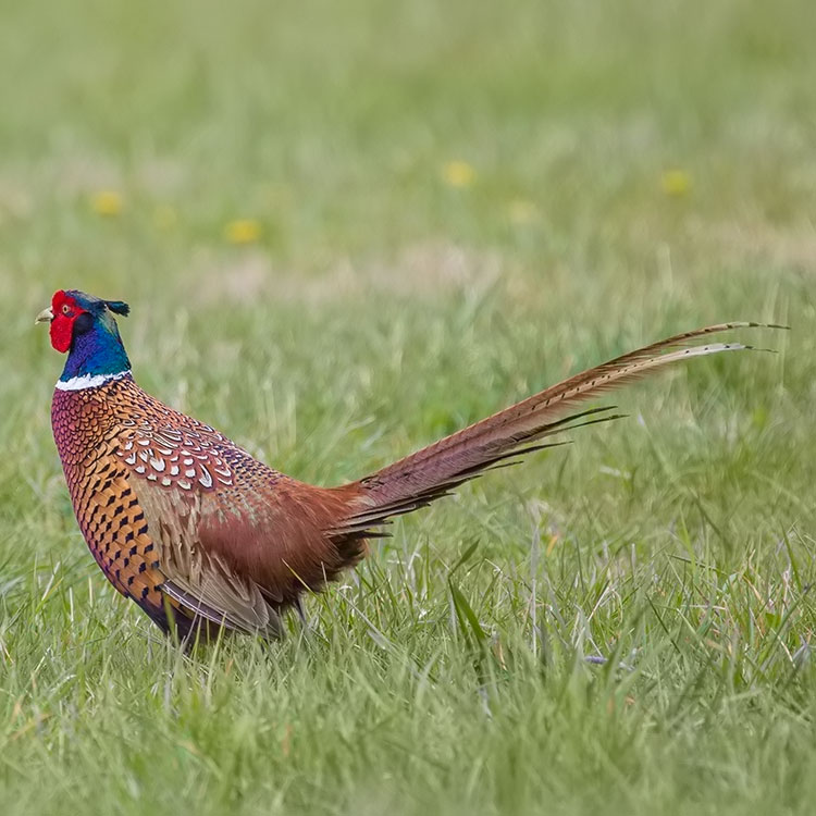 Common Pheasant, Phasianus colchicus, Fasan