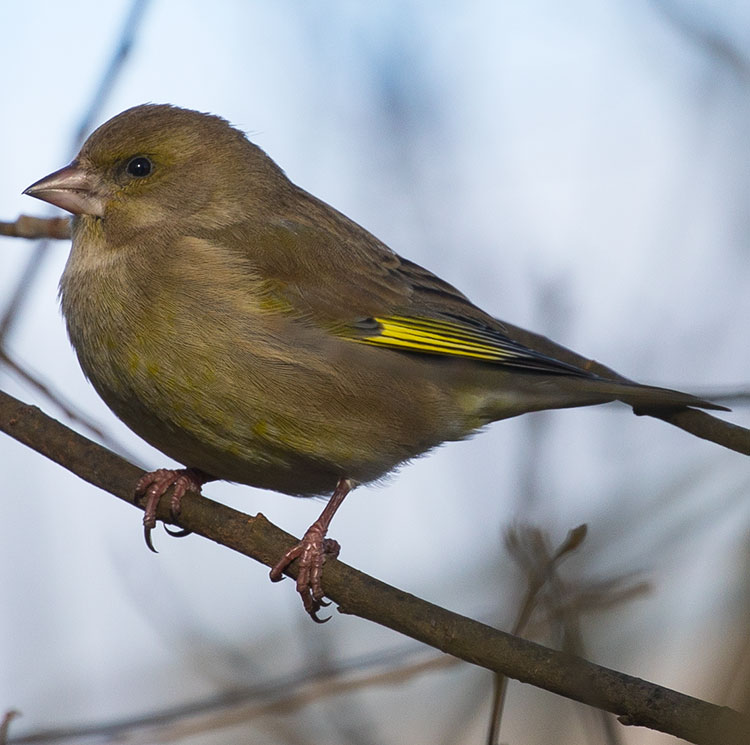 European Greenfinch, Greenfinch, Chloris chloris, Grönfink