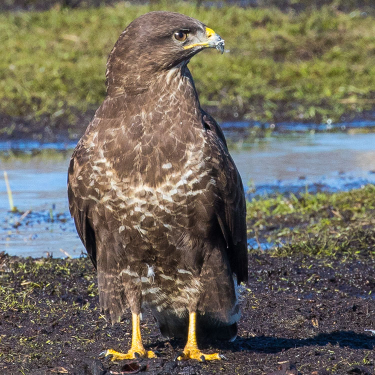 Common Buzzard, Buteo buteo, Ormvråk