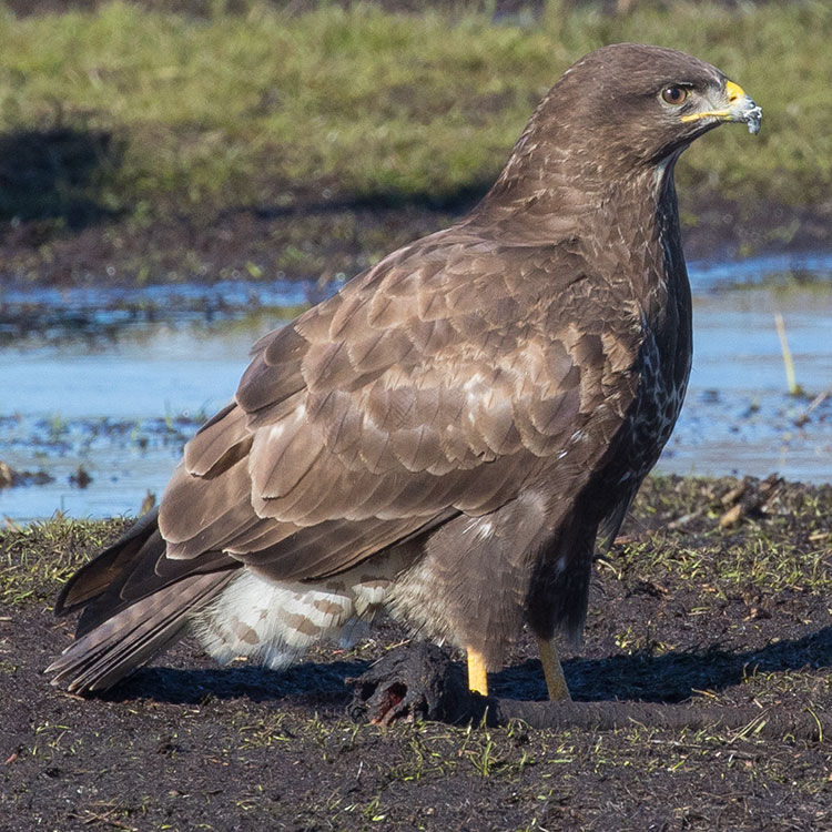 Common Buzzard, Buteo buteo, Ormvråk