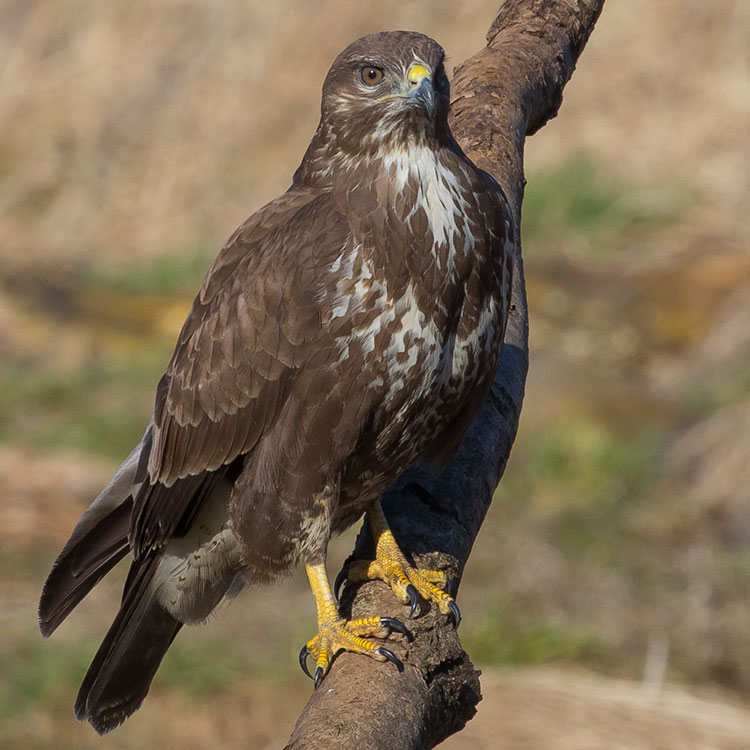 Common Buzzard, Buteo buteo, Ormvråk