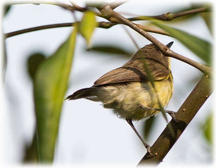 Golden-bellied gerygone, Gerygone sulphurea, นกกระจ้อยป่าโกงกาง