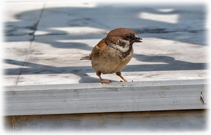 Eurasian Tree Sparrow, Passer montanus, นกกระจอกบ้าน, Pilfink