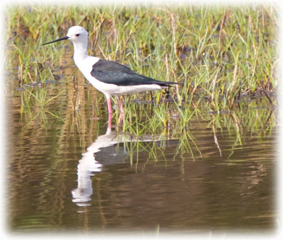 Black-winged Stilt, Himantopus himantopus, นกตีนเทียน