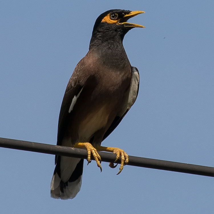 Common Myna, Acridotheres tristis, นกเอี้ยงสาริกา