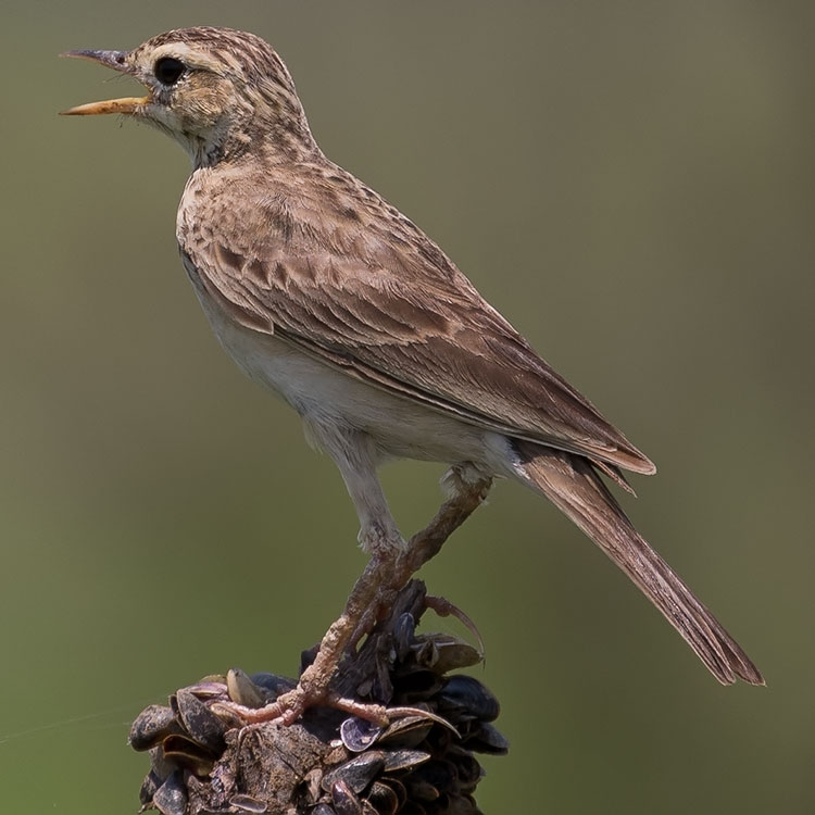 Paddyfield Pipit, Oriental Pipit, Anthus rufulus, นกเด้าดินทุ่งเล็ก