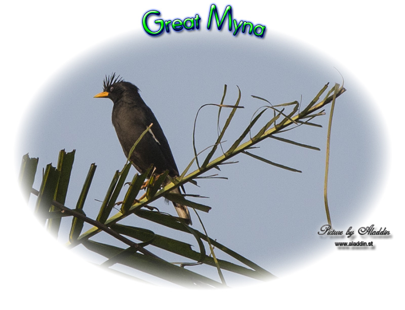 Great Myna, Acridotheres grandis, นกเอี้ยงหงอน