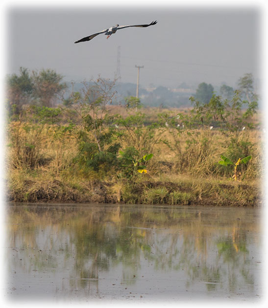 Asian Openbill Stork, Anastomus oscitans, นกปากห่าง