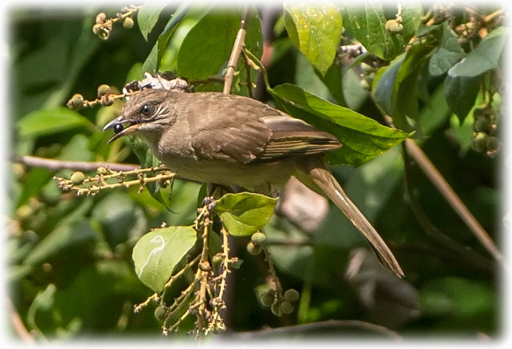 Streak-eared Bulbul, Pycnonotus blanfordi, นกปรอดสวน