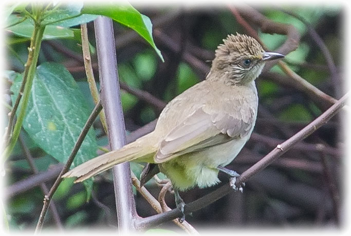 Streak-eared Bulbul, Pycnonotus blanfordi, นกปรอดสวน