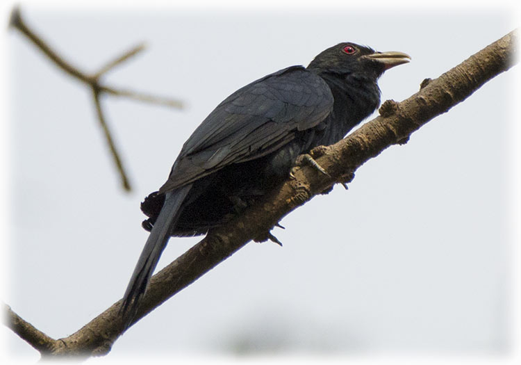 Asian Koel, Eudynamys scolopaceus, นกกาเหว่า