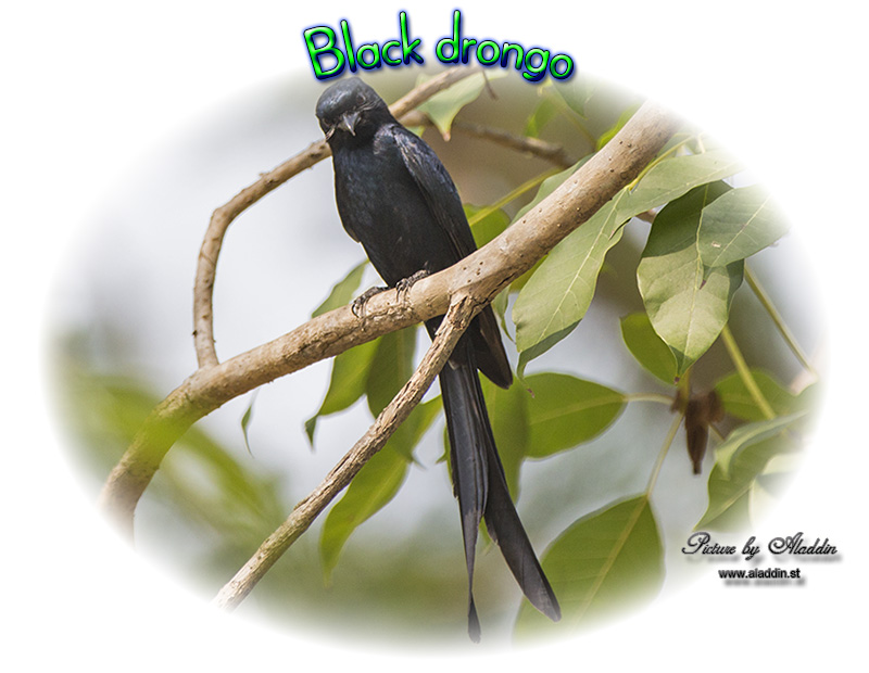 Black Drongo, कालो चिबे, Dicrurus macrocercus, นกแซงแซวหางปลา