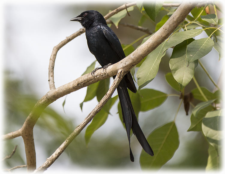 Black Drongo, कालो चिबे, Dicrurus macrocercus, นกแซงแซวหางปลา