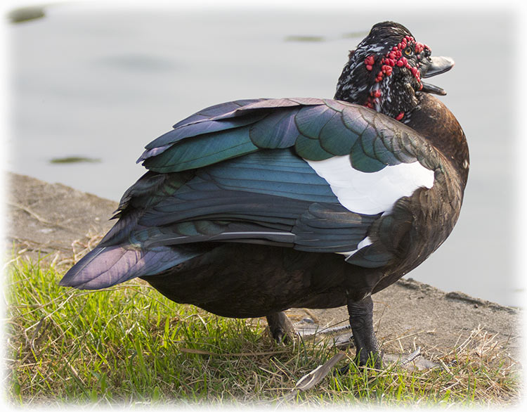 Muscovy duck, Cairina moschata