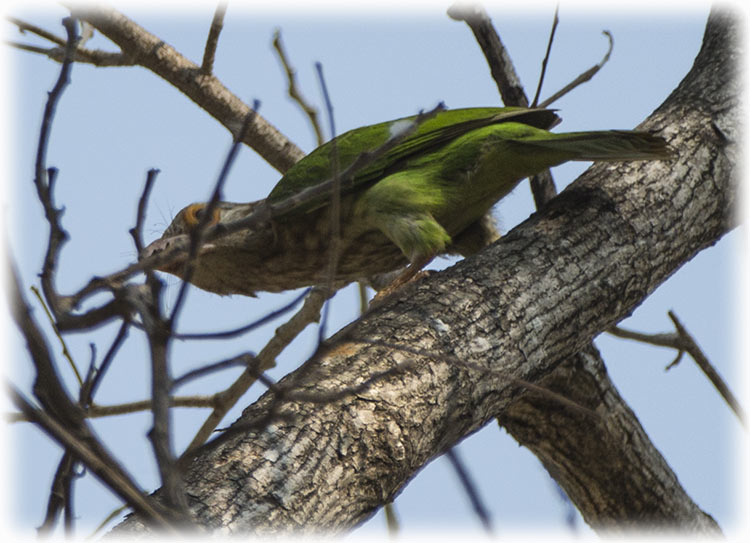 Lineated barbet, Megalaima lineata, นกโพระดกธรรมดา