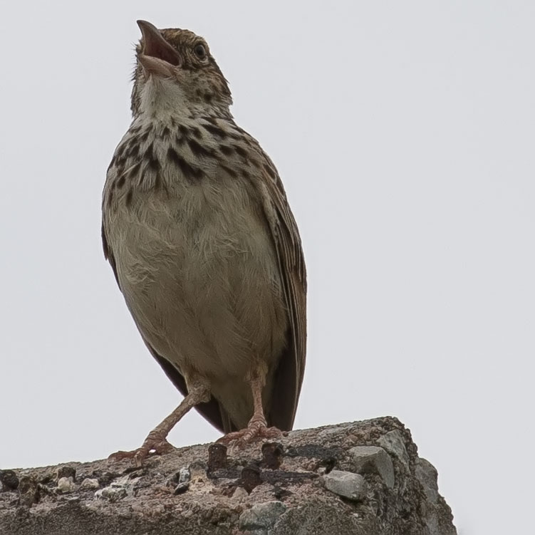 Indochinese Bush Lark, Mirafra erythrocephala, Indochinese lark, นกจาบฝนปีกแดง