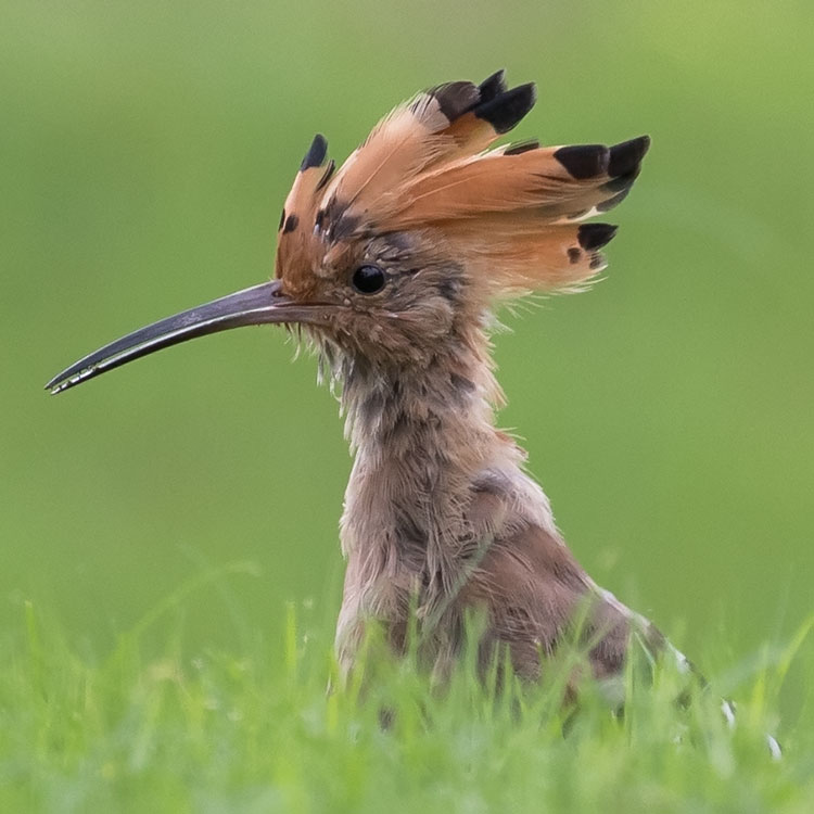 Eurasian Hoopoe, फाप्रे चरा, Upupa epops, นกกะรางหัวขวาน